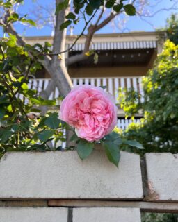 WEEKLY FLOW 🌊 This week asks you to slow down, breathe a little deeper, and take an honest look at the pieces of your life that still deserve your love and attention. ⁠
⁠
Mercury Retrograde has arrived with its usual mix of chaos and clarity, and Jupiter is joining the reflective party by shifting into retrograde as well. Together, they turn your awareness inward so you can rediscover old passions, reconnect with what nourishes you, and release any habits or projects that no longer feel aligned.⁠
⁠
We'll also move through a 🌗 Last Quarter Moon in Leo, inviting you to let go of anything blocking your creative spark. ⁠
⁠
Expect delays, detours, and a few cosmic reminders to stop rushing and come back to your body. ⁠
⁠
This is a week for revisiting what still matters, trusting the timing of your life, and creating more space for the ideas and connections that genuinely light you up.⁠
⁠
Listen to this week's full forecast by searching for the Divine Flow podcast on Spotify, Apple Podcasts, or wherever you love to listen to podcasts! 🎧✨⁠