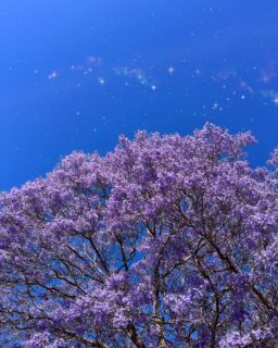 WEEKLY FLOW 🌊 The energy this week is here to help you see yourself differently.
We’re moving through a powerful 🌑 New Moon in Scorpio, right on the edge of shifting into Sagittarius Season, which means one thing: you’re standing at the doorway between who you’ve been and who you’re becoming.
You might notice old fears or limitations popping up in your mind this week, and it's all to show you the stories that no longer belong to you.
The beautiful part is that the way forward may be simpler than you think. A small shift in perspective can open a path that felt blocked before. A new idea can appear like a light turning on in a dark room. A solution you never considered may suddenly feel obvious!
This energy wants to help you release what has been weighing on your heart, reconnect with your strength, and call in a higher vision for your next chapter.
Take extra time to rest, reflect, and let your intuition speak. Move slow, journal, and take time to imagine what becomes possible when fear is no longer steering the wheel.
Let this New Moon help you clear your inner space so you can step into the brighter, more expansive energy that ♐️ Sagittarius Season is ready to bring in.
What’s one limitation you’re ready to release this week?
Listen to this week's full energy forecast by searching for the Divine Flow podcast on Spotify, Apple Podcasts, or wherever you love to listen to podcasts! 🎧✨